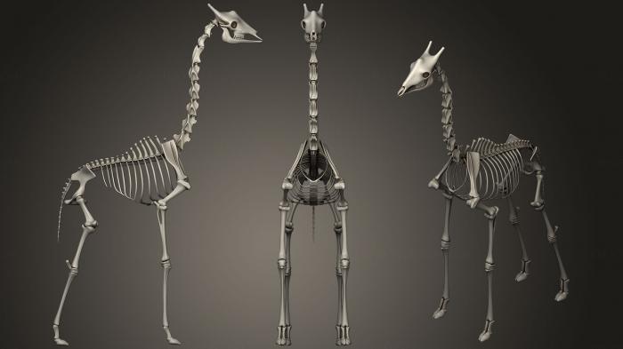 Anatomy of skeletons and skulls (ANTM_0561) 3D model for CNC machine